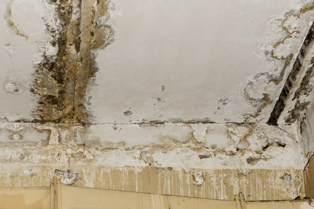 Best Mold-Related Health Consultation  in Ord, NE