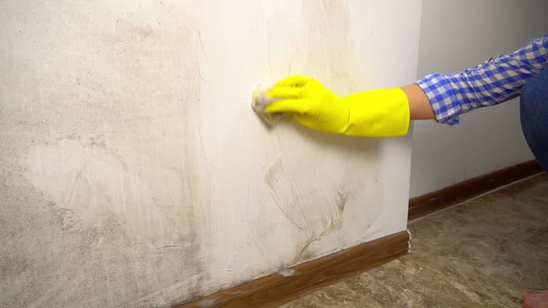 Professional Mold Removal in Ord, NE