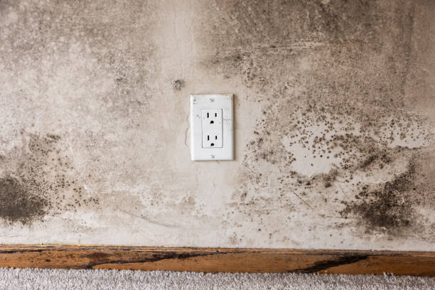 Best Mold Prevention Services  in Ord, NE